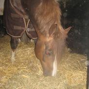 Welsh Pony af Cob-type (sec C) Maylie selwyn - hingst