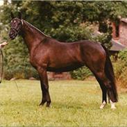 Dansk Varmblod Urwetta