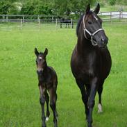 Dansk Varmblod Urwetta
