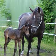 Dansk Varmblod Urwetta