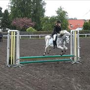 Welsh Cob (sec D) Edens Samson