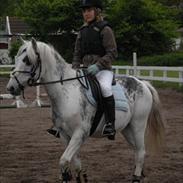 Welsh Cob (sec D) Edens Samson