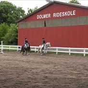 Welsh Cob (sec D) Edens Samson