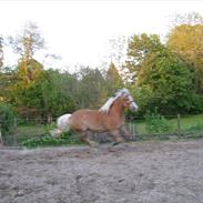 Haflinger Vangs Mee-Malu