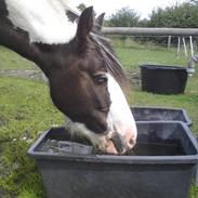 Irish Cob Blue Balue