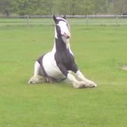 Irish Cob Blue Balue