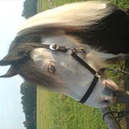 Irish Cob Blue Balue