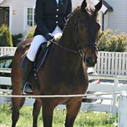 Norsk Varmblod  Didrik II