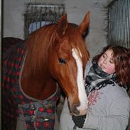 Anden særlig race Stargolds Pasha