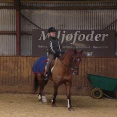 Anden særlig race Branco. 