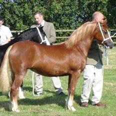 Welsh Pony af Cob-type (sec C) Renvarg Rose