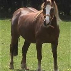 Welsh Pony af Cob-type (sec C) Renvarg Rose