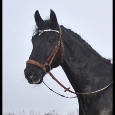 Hollandsk Varmblod Zeus E