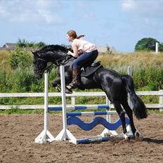 Hollandsk Varmblod Zeus E