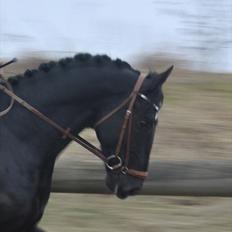 Hollandsk Varmblod Zeus E