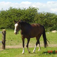 Dansk Varmblod Tybjergs Miss Go Go