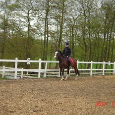 Dansk Varmblod Tybjergs Miss Go Go