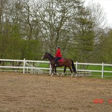 Dansk Varmblod Tybjergs Miss Go Go