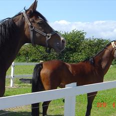 Anden særlig race White nose lady