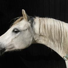 Welsh Mountain (sec A) Flevozicht's Aniek
