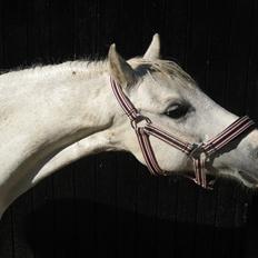 Welsh Mountain (sec A) Flevozicht's Aniek