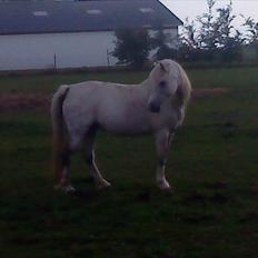 Welsh Mountain (sec A) Flevozicht's Aniek
