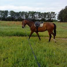 Anden særlig race Stensgaardens mistral