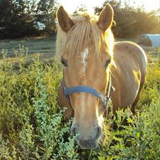 Anden særlig race Cassa