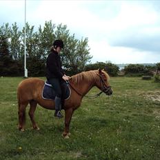 Anden særlig race Cassa