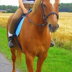 Anden særlig race Picasso