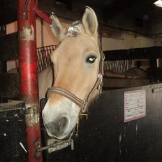 Anden særlig race Lucky<3