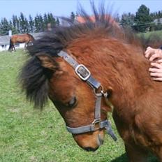 Anden særlig race Gavnbogårds Asterix