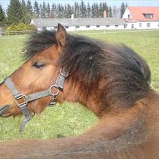 Anden særlig race Gavnbogårds Asterix