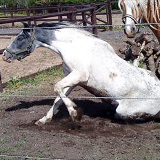 Anden særlig race White Smokey Cowboy