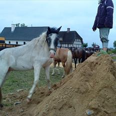 Anden særlig race White Smokey Cowboy