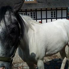 Anden særlig race White Smokey Cowboy