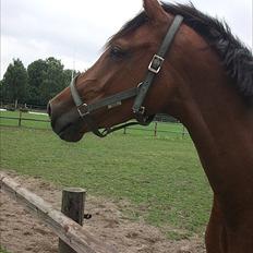 Hannoveraner Festina