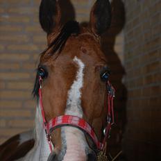 Hollandsk Sportspony Angel *Stjernen*