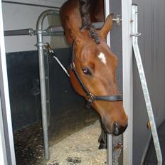 Dansk Varmblod Dragonens Lucky Match