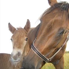 Irish Cob Crossbreed DK Bjørnholt Akahana <3