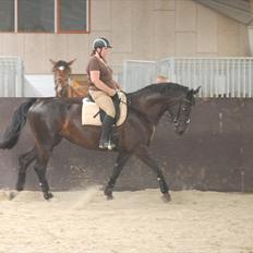 Dansk Varmblod DENISE