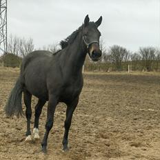 Dansk Varmblod DENISE