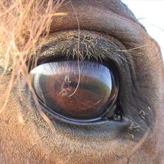 Anden særlig race Sheik 