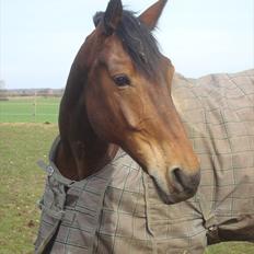 Anden særlig race Sheik 