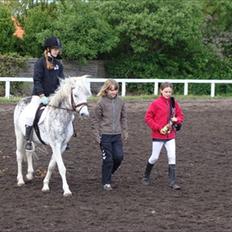 Welsh Cob (sec D) Edens Samson