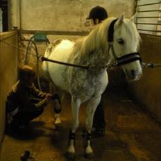 Welsh Cob (sec D) Edens Samson