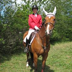 Hollandsk Varmblod Pearly - Solgt<3