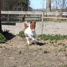 Shetlænder østervangs a'vera m. ***SOLGT***