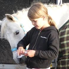 Welsh Pony (sec B) Korreborgs Figaro