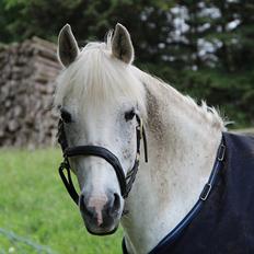 Anden særlig race Safir